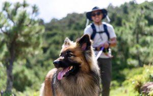 Man som går med sin hund i naturen