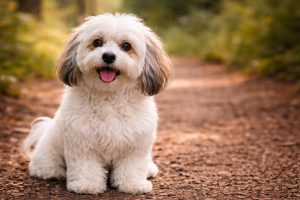 En hund av rasen Bichon Havanais i naturen som är en av 10 lugna hundraser i vår lista.